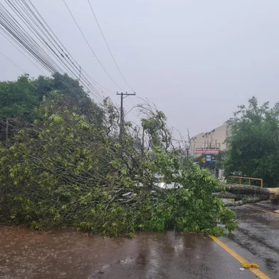 Ciclone causa queda de árvore em Passo Fundo<!-- NICAID(16163066) -->