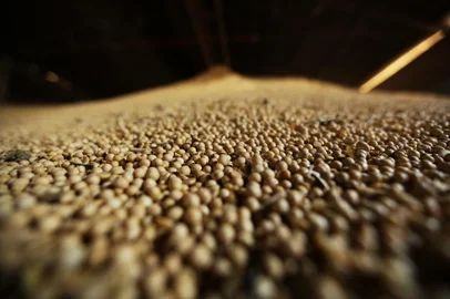 CIRÍACO, RS, BRASIL, 12-09-2017: Matéria para o caderno Campo e Lavoura Especial, sobre a produção de Biodiesel no estado. Na foto, armazenamento de soja do produtor Valdomiro Fernandes Vieira, de Ciríaco, que vende a sua produção para a BSBios (FOTO FÉLIX ZUCCO/AGÊNCIA RBS, Campo e Lavoura).<!-- NICAID(13145857) -->