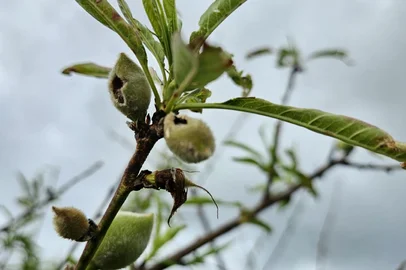 Produtores estimam perda de até 50% na safra do pêssego após granizo atingir região de Pelotas<!-- NICAID(16360420) -->