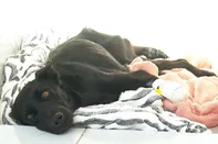 "Não vai caminhar normalmente", diz veterinária sobre cadela que teve as patas cortadas por tutor<!-- NICAID(16084821) -->