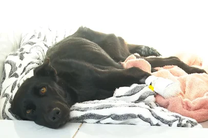 "Não vai caminhar normalmente", diz veterinária sobre cadela que teve as patas cortadas por tutor<!-- NICAID(16084821) -->