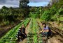 Agroflorestas: conheça o sistema que pode ajudar a recuperar áreas degradadas e conter novas cheias no RS