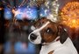10 dicas para proteger seu cachorro do barulho dos fogos de artifício