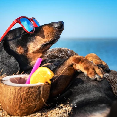 beautiful dog of dachshund, black and tan, buried in the sand at the beach sea on summer vacation holidays, wearing red sunglasses with coconut cocktailUm cachorro  na praia. Foto: Masarik / stock.adobe.comFonte: 285955969<!-- NICAID(15331810) -->