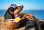 Vai viajar? Confira como escolher o melhor lugar para deixar o pet durante as férias
