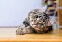 Gato rebelde? Saiba como adaptar a casa de acordo com as necessidades do seu pet
