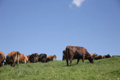 CAXIAS DO SUL, RS, BRASIL, 03/03/2026. Casal Alexandre e Mariane Massignan, de Farroupilha, integram os atendidos pelo projeto Pisa, do Sebrae, na Serra Gaúcha. (Ariéli Ziegler/Agência RBS)Indexador: Arieli Ziegler<!-- NICAID(16237406) -->