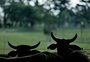 O arroto do boi e as metas do Brasil na COP26: entenda essa equação