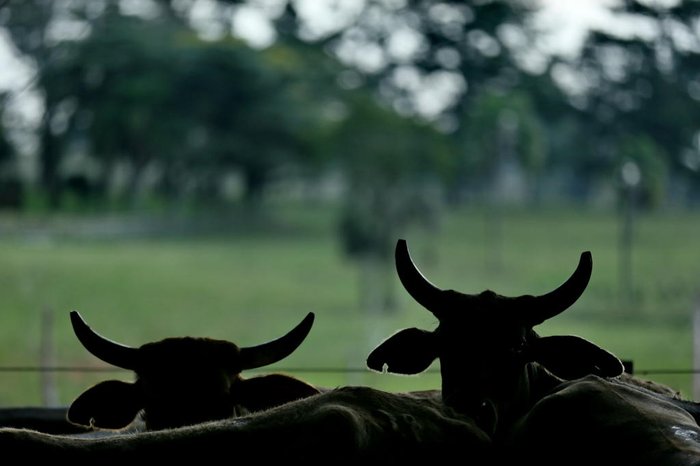 Lauro Alves / Agencia RBS