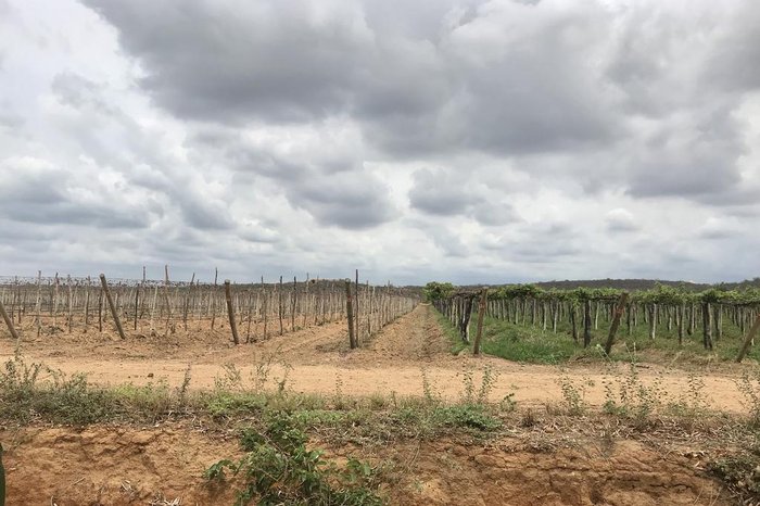 Odete Pinzetta / Arquivo Pessoal Odete Pinzetta / Arquivo Pessoal