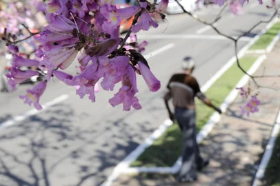 Chegada da Primavera 2011Foto- na av. Borges de Medeiros em Santa Maria<!-- NICAID(7509987) -->