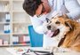 Curso de Medicina Veterinária da Ulbra é um dos melhores do país