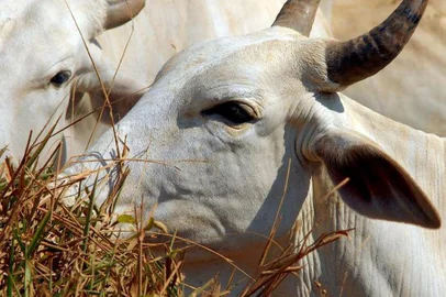 O Ministério da Agricultura informou hoje (20) à tarde que está investigando uma suspeita de caso da vaca louca no Brasil. A pasta não informou o local, mas a Agência Brasil apurou que a suspeita ocorre sobre um animal idoso que morreu num pasto no Pará.<!-- NICAID(15355232) -->