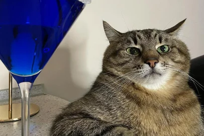 Stepan, o gato, ganha prêmio em Cannes<!-- NICAID(15101277) -->