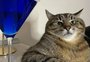 Stepan, gato influenciador ucraniano, recebe prêmio em Cannes