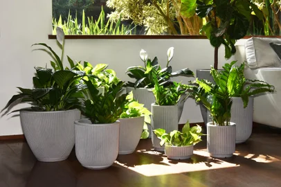 Dicas de arquitetura biofílica - composição de vasos da Vasart<!-- NICAID(15417669) -->