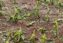 Gisele Loeblein | Temporal com granizo causa prejuízo estimado em R$ 2 milhões em propriedade rural nas Missões