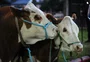 Expointer ensaia retomada com aumento nas inscrições de animais