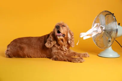 English Cocker Spaniel enjoying air flow from fan on yellow background. Summer heatIndexador: Olga Yastremska, New Africa, AfrFonte: 416595727<!-- NICAID(15630747) -->
