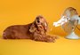 Saiba como amenizar o calor de cães e gatos durante altas temperaturas