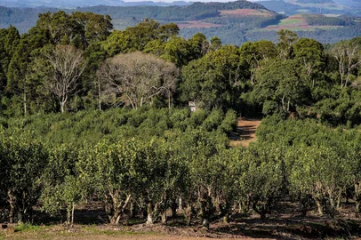 Pesquisa da Secretaria da Agricultura realizada em plantações de erva-mate em Ilópolis, no Alto Taquari. <!-- NICAID(16147794) -->