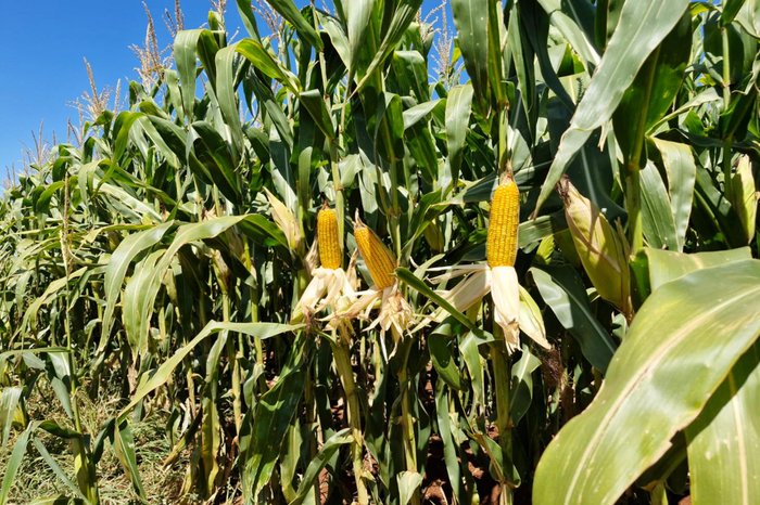 Ricardo Meneghetti / Arquivo Pessoal Ricardo Meneghetti / Arquivo Pessoal