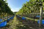 Safra 2024 na Altos Paraíso Vinhedos deve chegar a 40 toneladas de uvas<!-- NICAID(15689911) -->