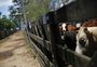 Oportunidades e desafios para a proteína animal gaúcha