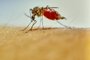 malaria mosquito anopheles stitching and sucking human bloodFonte: 419676713<!-- NICAID(14908217) -->