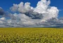 Do óleo comestível ao biodiesel: como a canola diversifica as lavouras e a indústria no inverno gaúcho