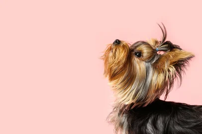 Adorable Yorkshire terrier on pink background, space for text. Cute dog<!-- NICAID(16010793) -->