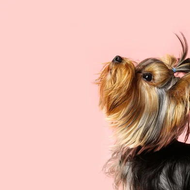Adorable Yorkshire terrier on pink background, space for text. Cute dog<!-- NICAID(16010793) -->