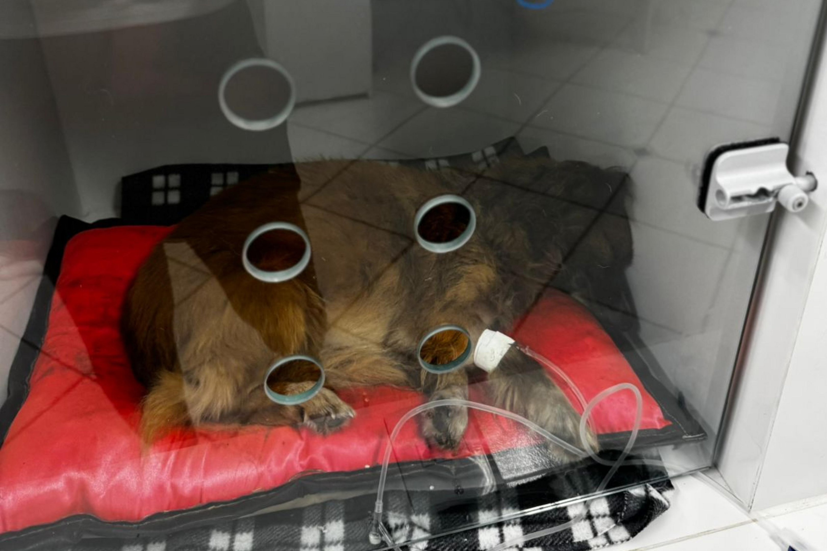 C&atilde;o &eacute; resgatado ap&oacute;s ser enterrado vivo em Sapiranga e pol&iacute;cia investiga o caso