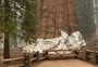 Sequoias gigantes são envoltas em alumínio devido ao avanço de incêndios nos EUA