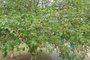 Tree with many pitangas. The Suriname cherry is the fruit of the Suriname cherry (Eugenia uniflora L.). Native to the Brazilian Atlantic Forest. Rich in vitamins, widely used in alternative medicine.Fonte: 538558954<!-- NICAID(15577822) -->