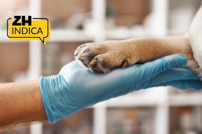 Plano de saúde pet: como escolher a melhor opção para cães e gatos<!-- NICAID(16232306) -->