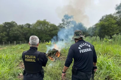 A Polícia Federal deflagrou, na manhã desta sexta-feira (14), a operação Desvio Verde, que investiga irregularidades no cultivo de cannabis e na produção de medicamentos derivados sem autorização sanitária.Foram cumpridos um mandado de busca e apreensão em Caçapava do Sul e dois em Santa Maria. Além das apreensões, foram incinerados 422 pés e 480 mudas de cannabis, bem como insumos utilizados em sua produção, os quais não possuíam qualquer autorização para cultivo.<!-- NICAID(15995721) -->