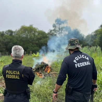 A Polícia Federal deflagrou, na manhã desta sexta-feira (14), a operação Desvio Verde, que investiga irregularidades no cultivo de cannabis e na produção de medicamentos derivados sem autorização sanitária.Foram cumpridos um mandado de busca e apreensão em Caçapava do Sul e dois em Santa Maria. Além das apreensões, foram incinerados 422 pés e 480 mudas de cannabis, bem como insumos utilizados em sua produção, os quais não possuíam qualquer autorização para cultivo.<!-- NICAID(15995721) -->