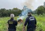 PF incinera plantação de maconha em Caçapava do Sul em operação contra cultivo e produção irregular de derivados