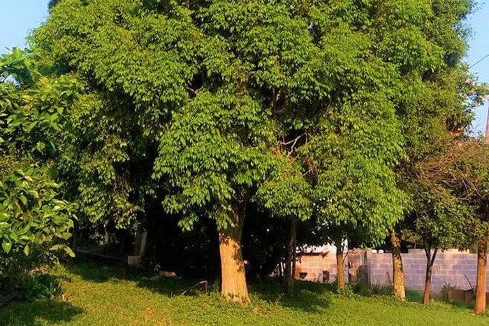 Prefeitura de Guabiju / Divulgação