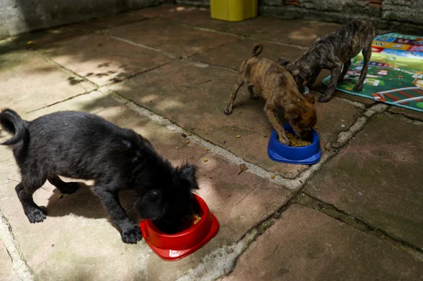 Camila Hermes / Agencia RBS image