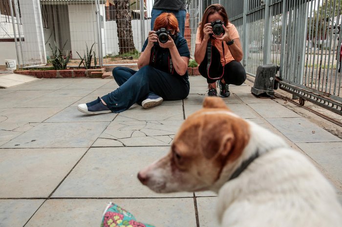 Animais são fotografados por Márcia Messa (E) e Suzana Hartz para aparecerem no app