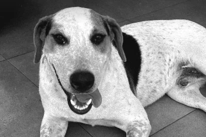 Um cachorro comunitário morreu na terça-feira (27), após ser baleado em Toledo, no oeste do Paraná. A coordenadora de Proteção e Defesa Animal do município, Cinthia Moura, afirmou em publicação no Instagram que Abacate era cuidado por moradores do bairro Tocantins.<!-- NICAID(16212999) -->