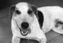 Cachorro comunitário é morto a tiros em Toledo, no Paraná