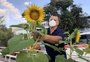 Por iniciativa própria, jardineiro planta girassóis e canteiro vira atração no Hospital São Lucas