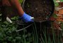 Quais ações estão sendo adotadas na Serra em trimestre com recorde de casos de dengue