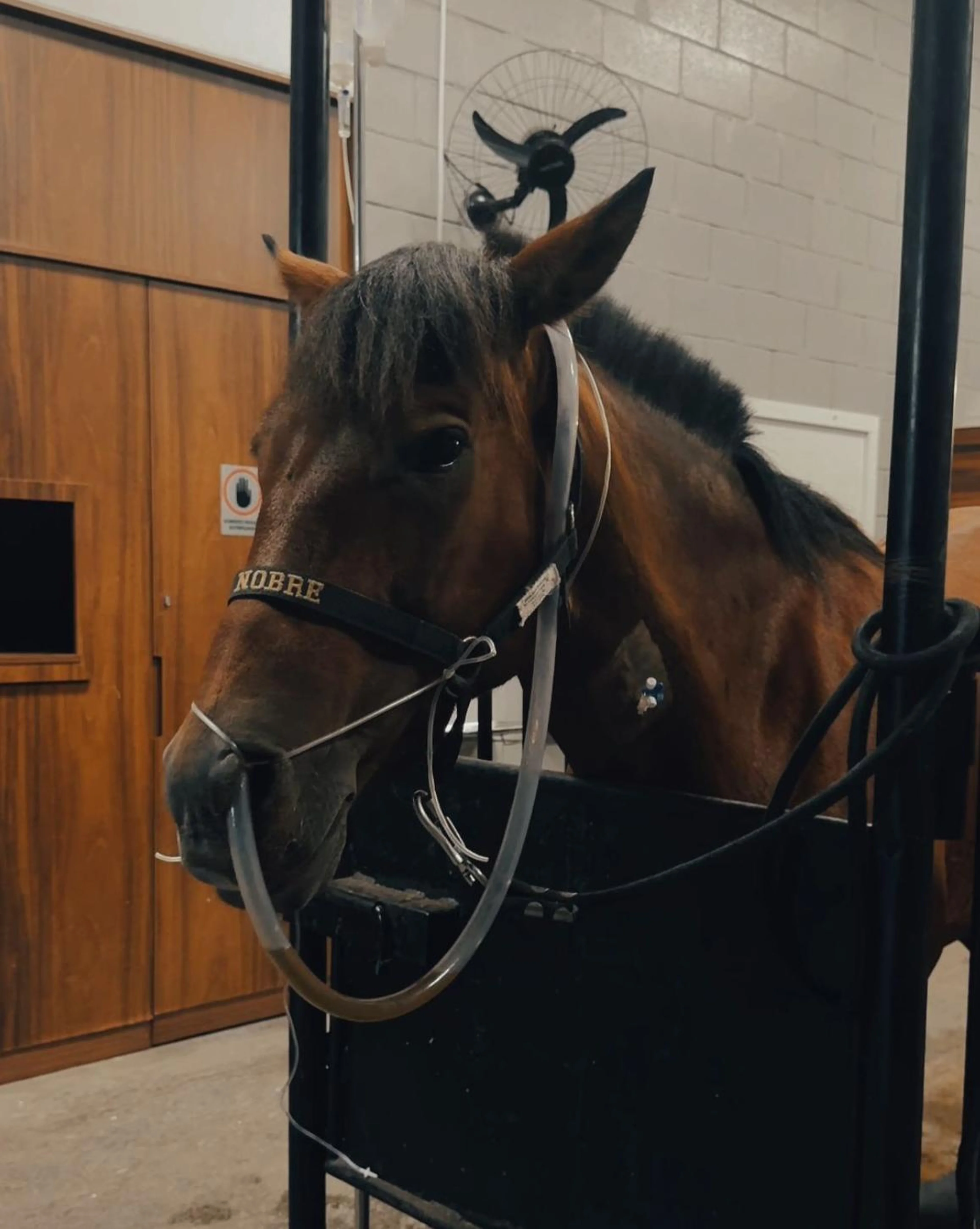 Tharsis Samanta Telles dos Anjos/Arquivo pessoal