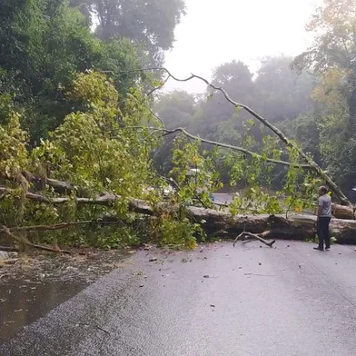 temporal derruba árvore em trecho entre Vila Cristina e Nova Petrópolis<!-- NICAID(15421165) -->