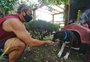 Moradores socorrem cão com pata quebrada, pagam tratamento e disponibilizam casinha em praça de Capão da Canoa