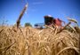 Safra de inverno deve ter menos trigo e mais canola no RS: o que isso quer dizer